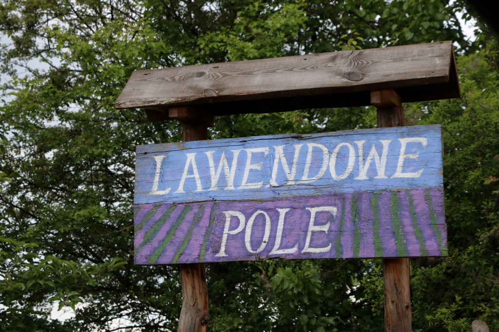 Lawendowe pole